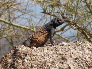 lizard-pinnacle-peak-trail-scottsdale-arizona