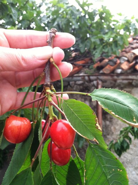 Post image for Cheers and Cheerful Cherries in Cres, Croatia